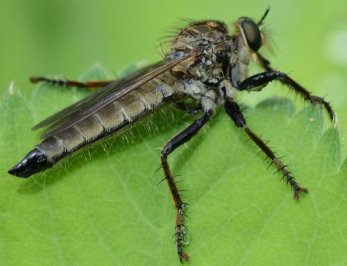 Eutolmus rufibarbis